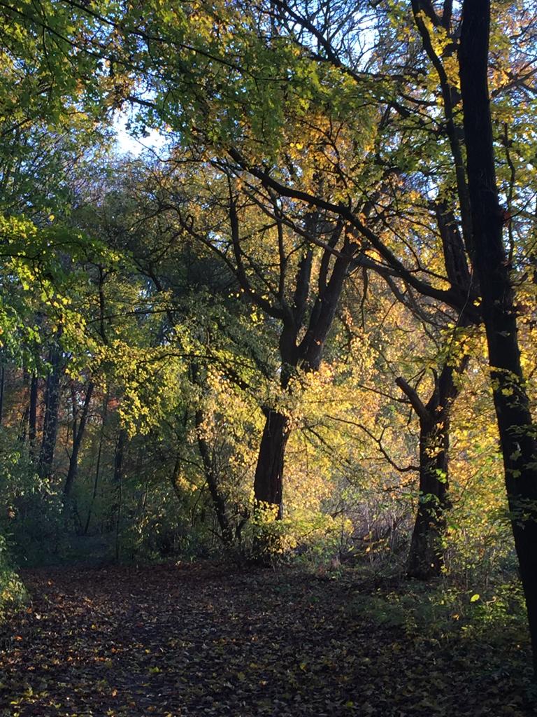 Waldweg mit Laub im Herbst