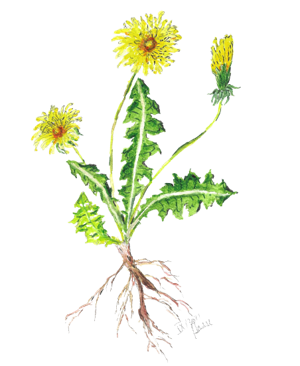 Der Löwenzahn ist das Logo meiner Praxis. Ich habe dieses Bild selbst als Aquarell gemalt. Logo: Löwenzahn