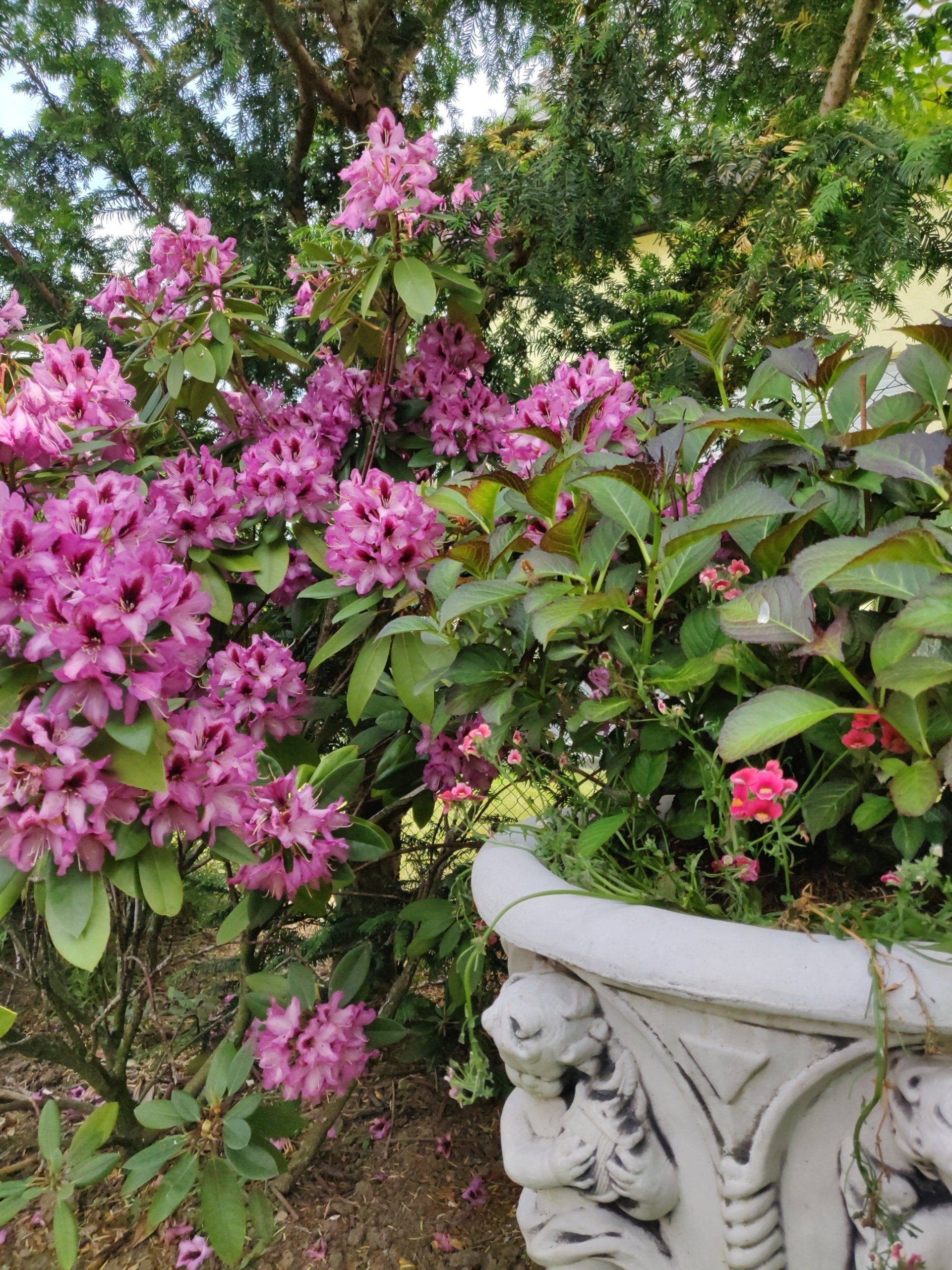Blühender Rhododendron an einer Amphore mit Blumen