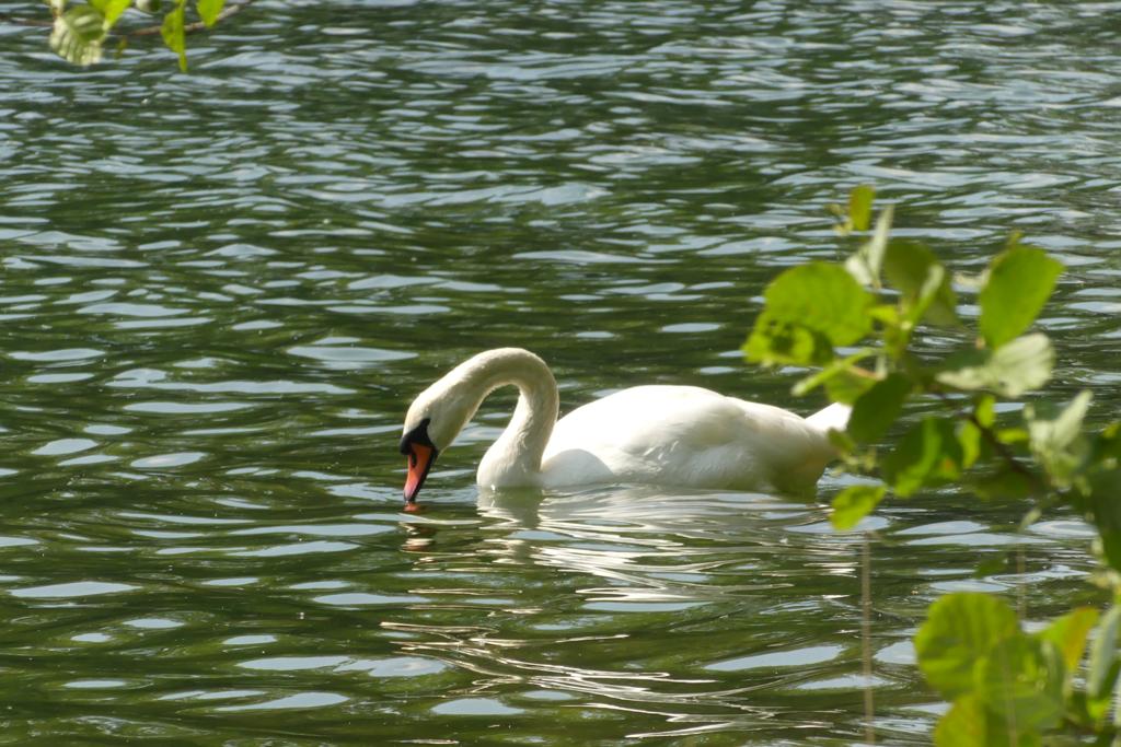 Schwan auf ruhigem Wasser Ein Schwan auf einem ruhigen See