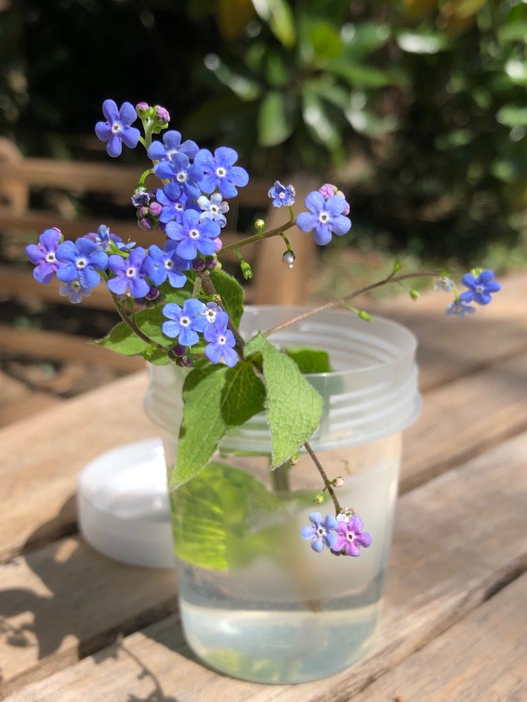 Vergissmeinnicht in Vase einzelne Vergissmeinnicht in Vase auf einem Holztisch
