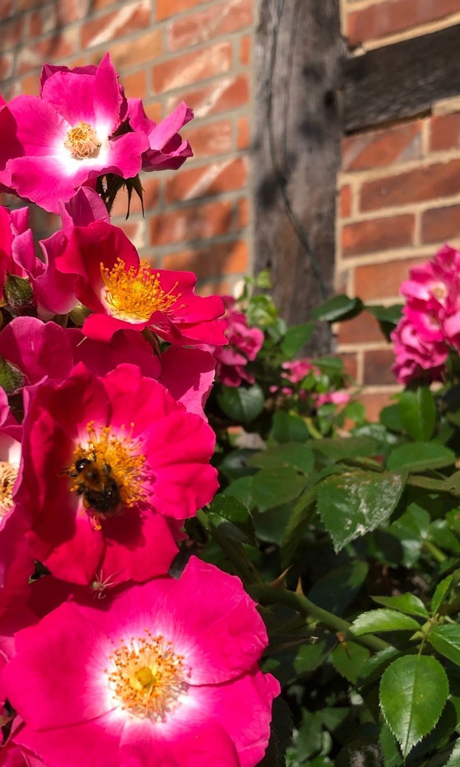 Medizinische Gerätschaften Medizinische Gerätschaften, auf dem Rasen ausgebreitet