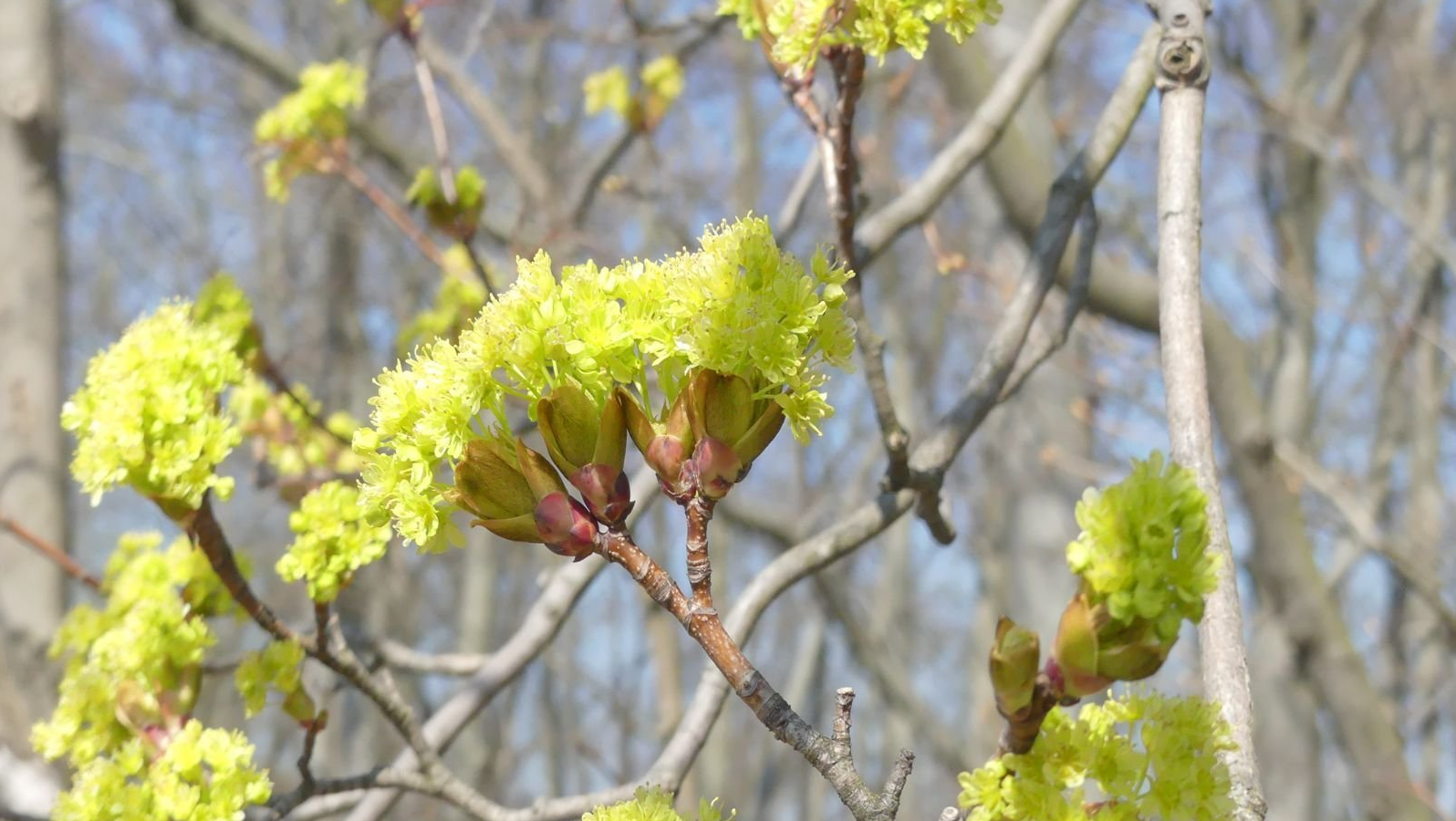 Blüten am Strauch Linkbild zu Psychologe bzw. Psychotherapie: Gelbe Blüten an einem Strauch im Frühling