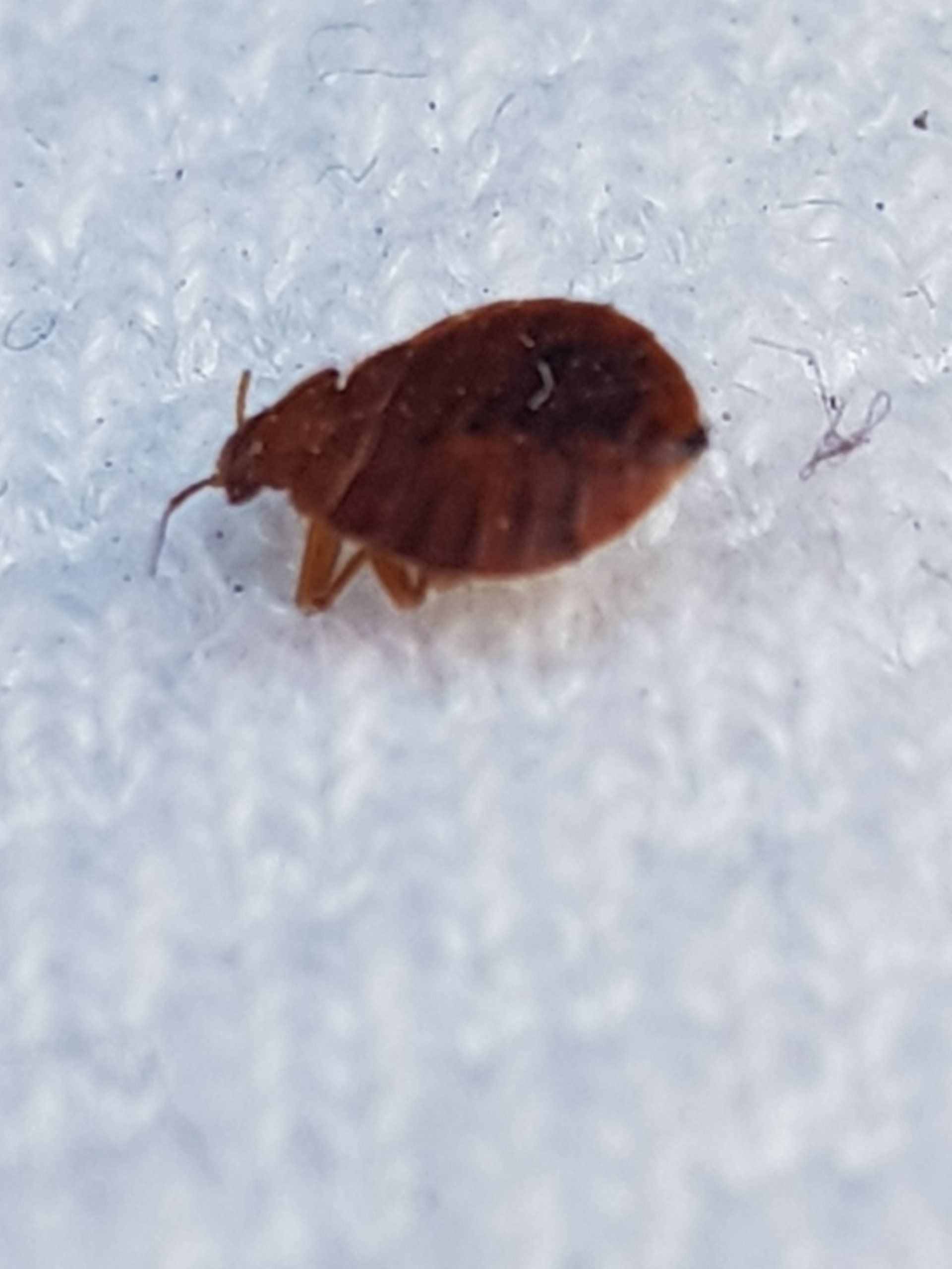 Bettwanzen Bekämpfung in und um Waiblingen Bettwanzen Bekämpfen in Waiblingen