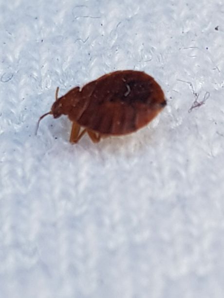 Bettwanzen Bekämpfung