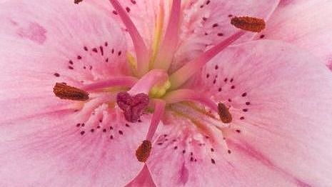 Fotokurs Makrofotografie 1 an der Fotoschule Blende-16 in Nürnberg: Ein rosa Blütenkelch.