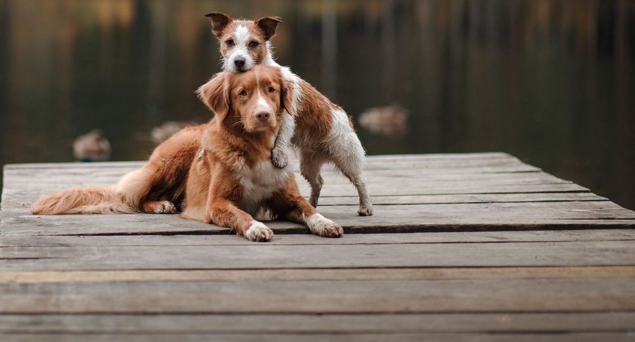 Fotokurs Hundefotografie bei Fotoschule Blende-16 - Fotokurse Nürnberg.