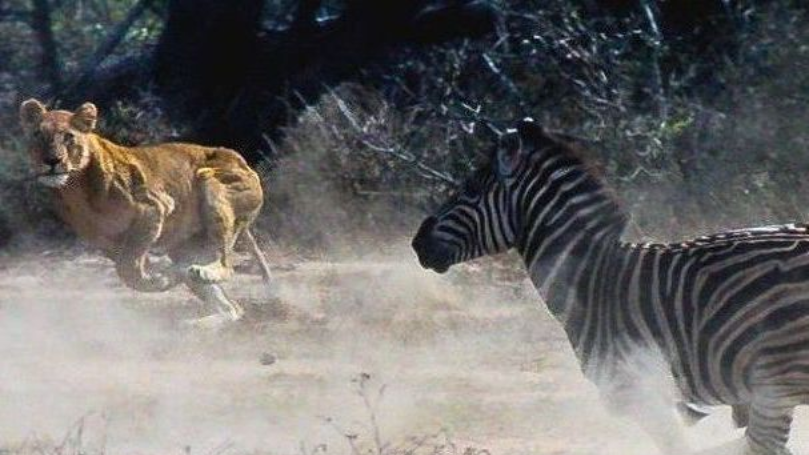 Fotokurs Tierfotografie 2 bei Blende-16 in Nürnberg: Fotokurse und Fotoworkshops.