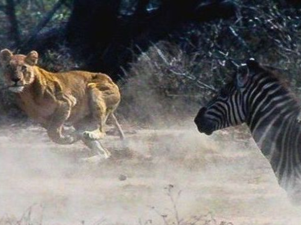 Fotokurs Tierfotografie 2 bei Blende-16 in Nürnberg: Fotokurse und Fotoworkshops.