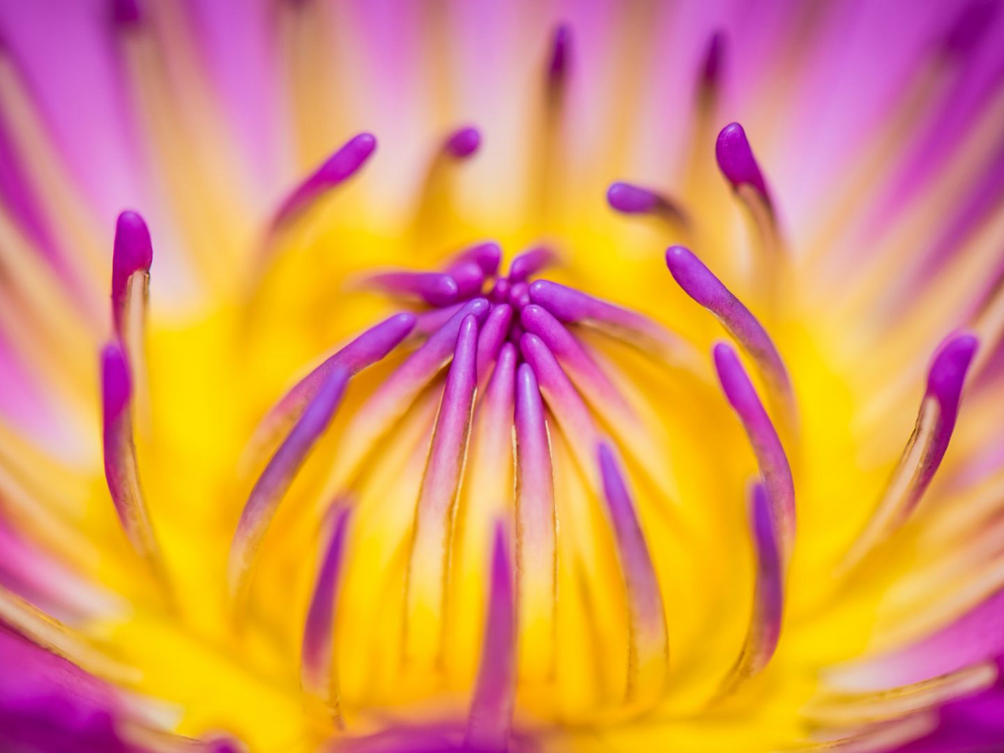 Klick zum Handy Fotokurs Makrofotografie bei Blende-16.de im Stadtpark Nürnberg. Handy Fotokurs Makrofotografie bei Blende-16.de im Stadtpark Nürnberg.