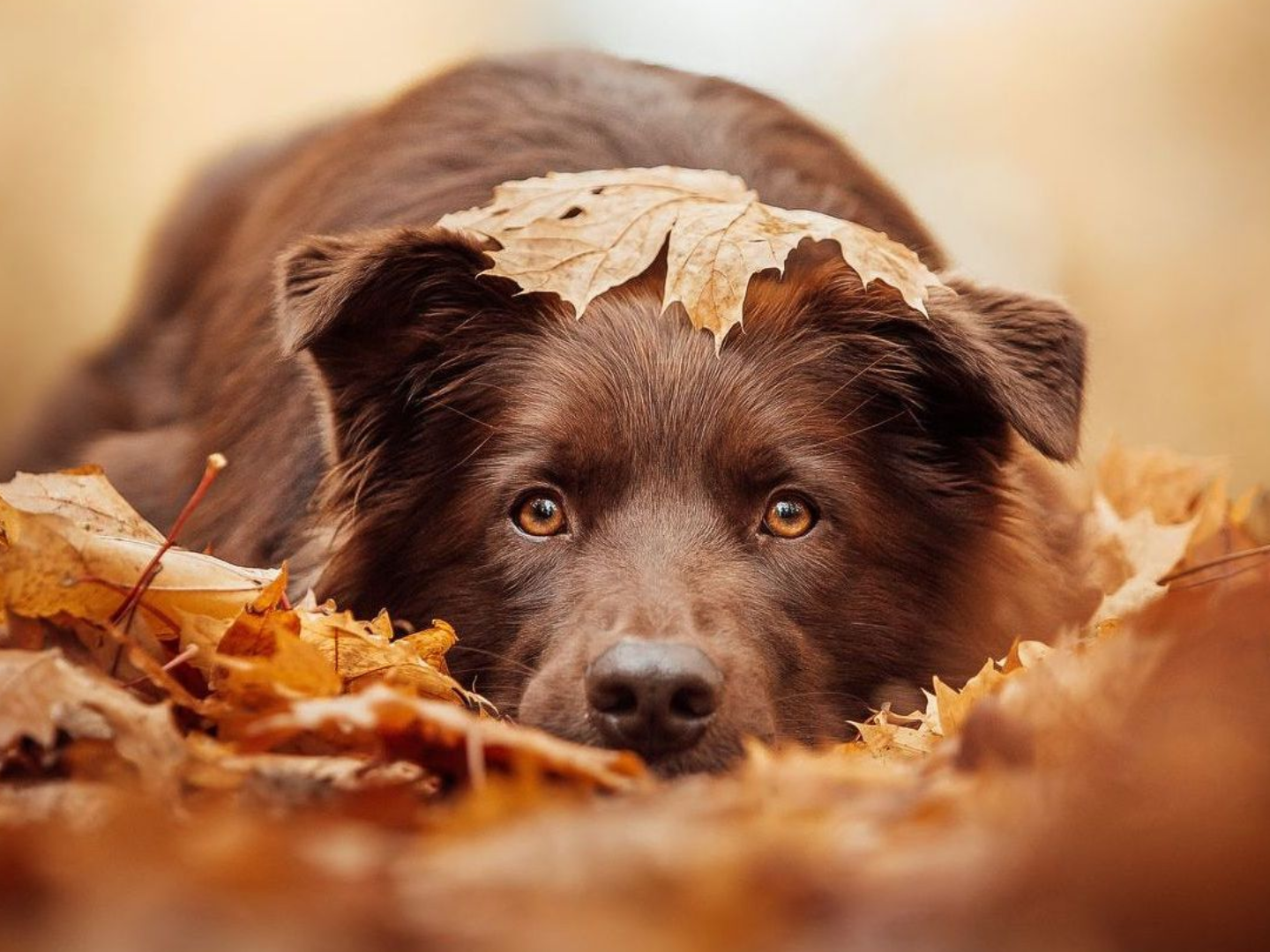 Fotokurs Hundefotografie bei Blende-16 in Nürnberg: Fotokurse und Fotoworkshops.