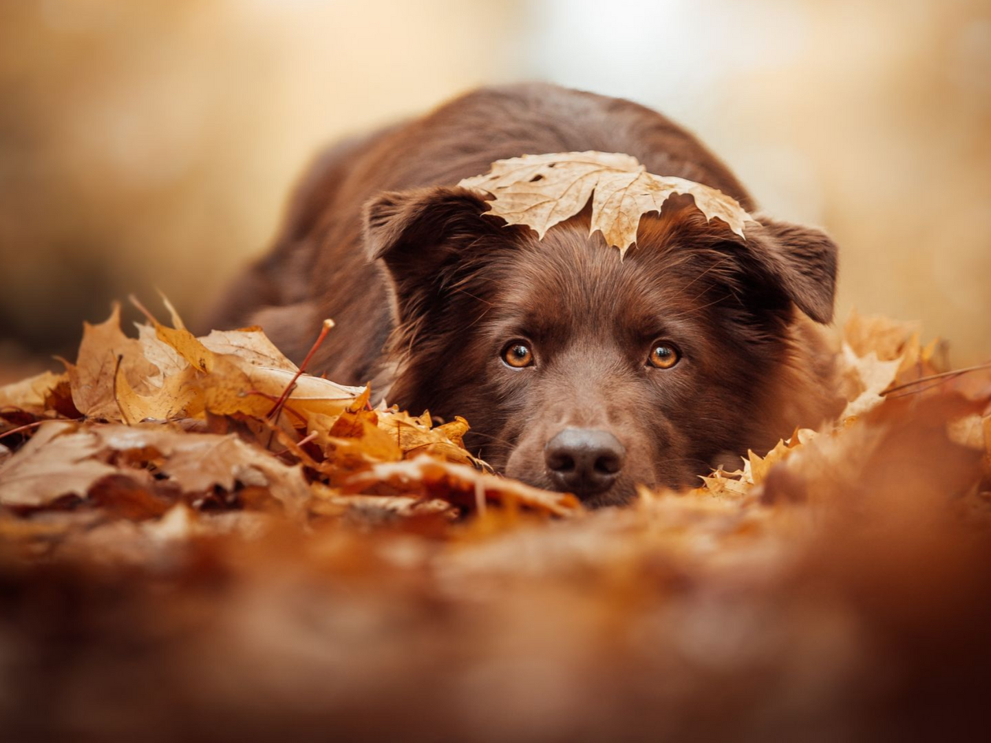 Klick zum Handy Fotokurs Hundefotografie bei Blende-16.de in der Altstadt von Nürnberg. Handy Fotokurs Hundefotografie bei Blende-16.de in der Altstadt von Nürnberg.