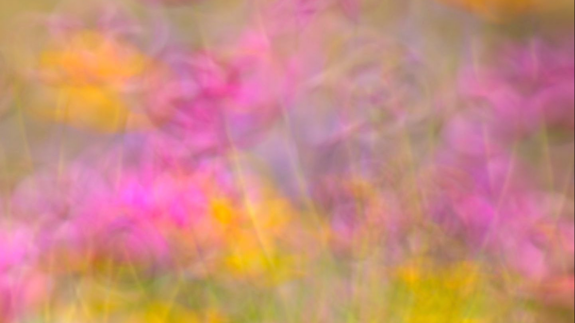 Fotokurse Pflanzen Kreativ bei Fotoschule Blende-16 in Nürnberg: Fotokurse und Fotoworkshops mit Alexander Mrosek.