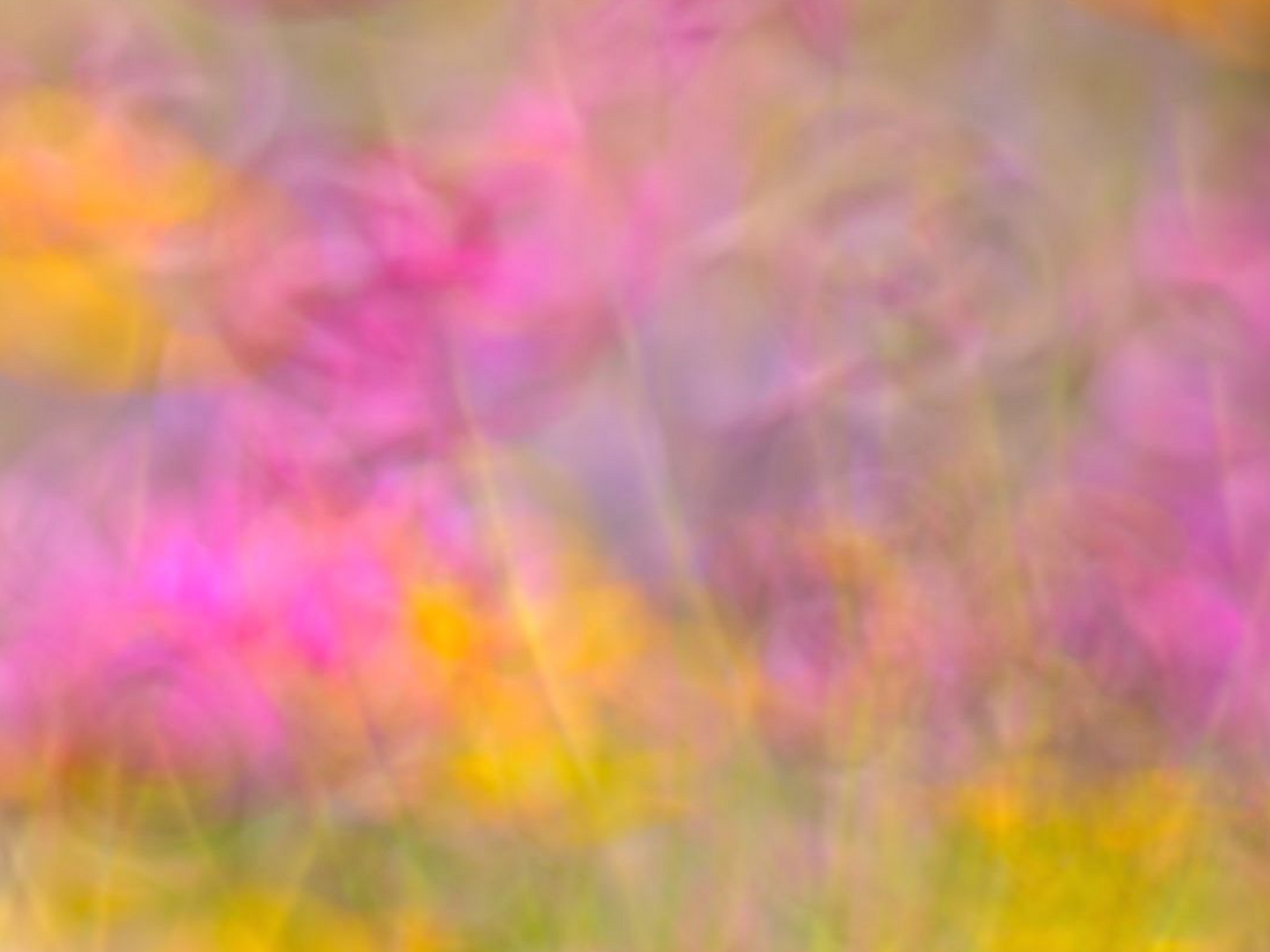 Fotokurse Pflanzen Kreativ bei Fotoschule Blende-16 in Nürnberg: Fotokurse und Fotoworkshops mit Alexander Mrosek.