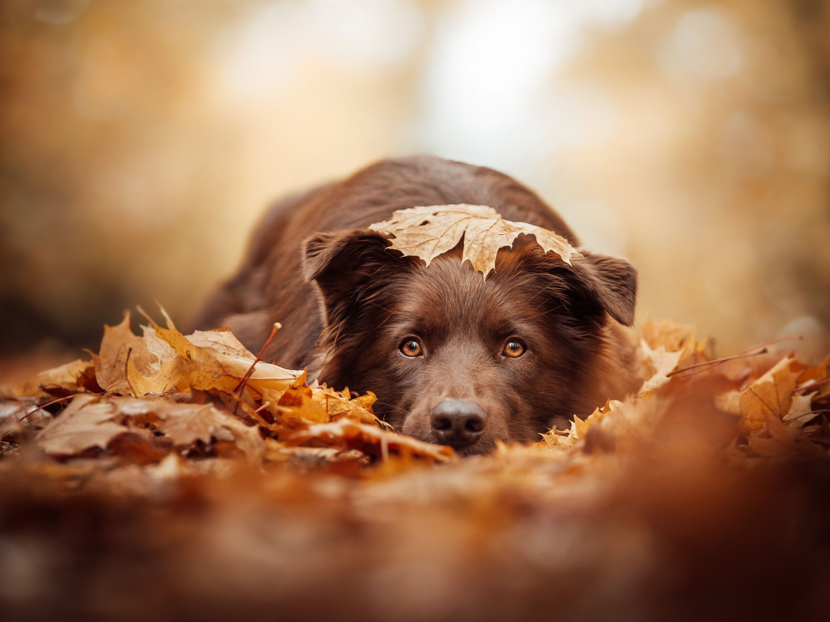 Klick zum Handy Fotokurs Hundefotografie bei Blende-16.de in der Altstadt von Nürnberg. Smartphone Fotokurs Hundefotografie Nürnberg: Action-Bilder und Tierporträts mit dem Handy bei Blende-16.de.