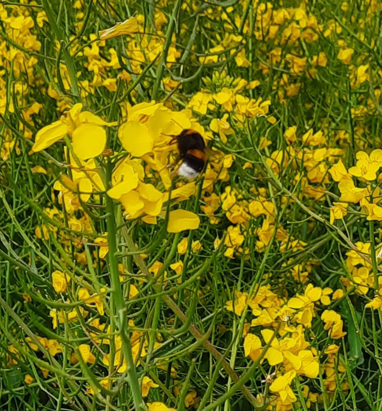 Aerodynamisch gesehen sind Hummeln zu dick und haben zu kurze Flügel, um zu fliegen. Sie tun es trotzdem.