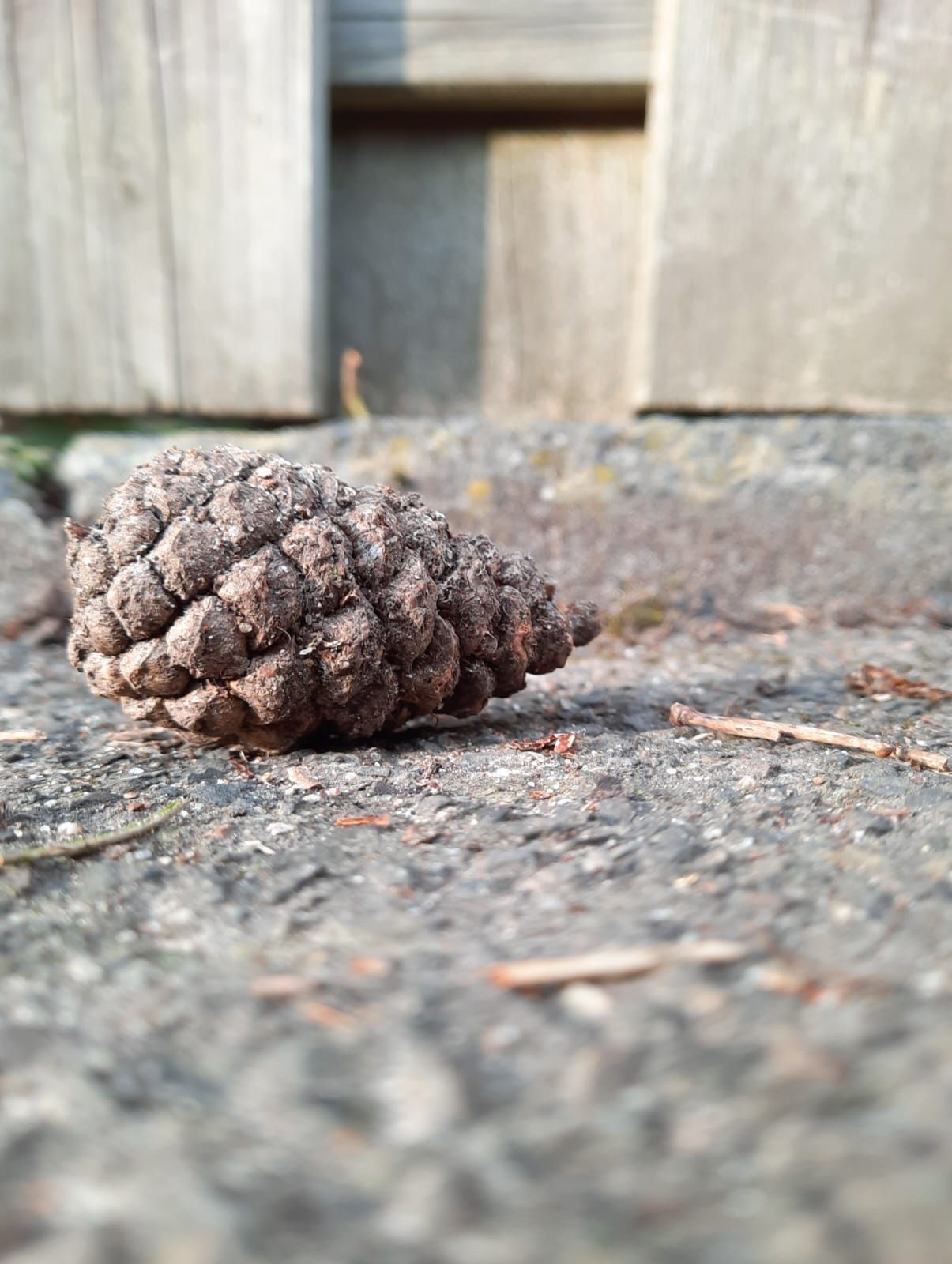 manchmal fühlt man sich allein, wie dieser Zapfen Geht niemals im Streit auseinander, denn ihr wisst nie, was passiert.