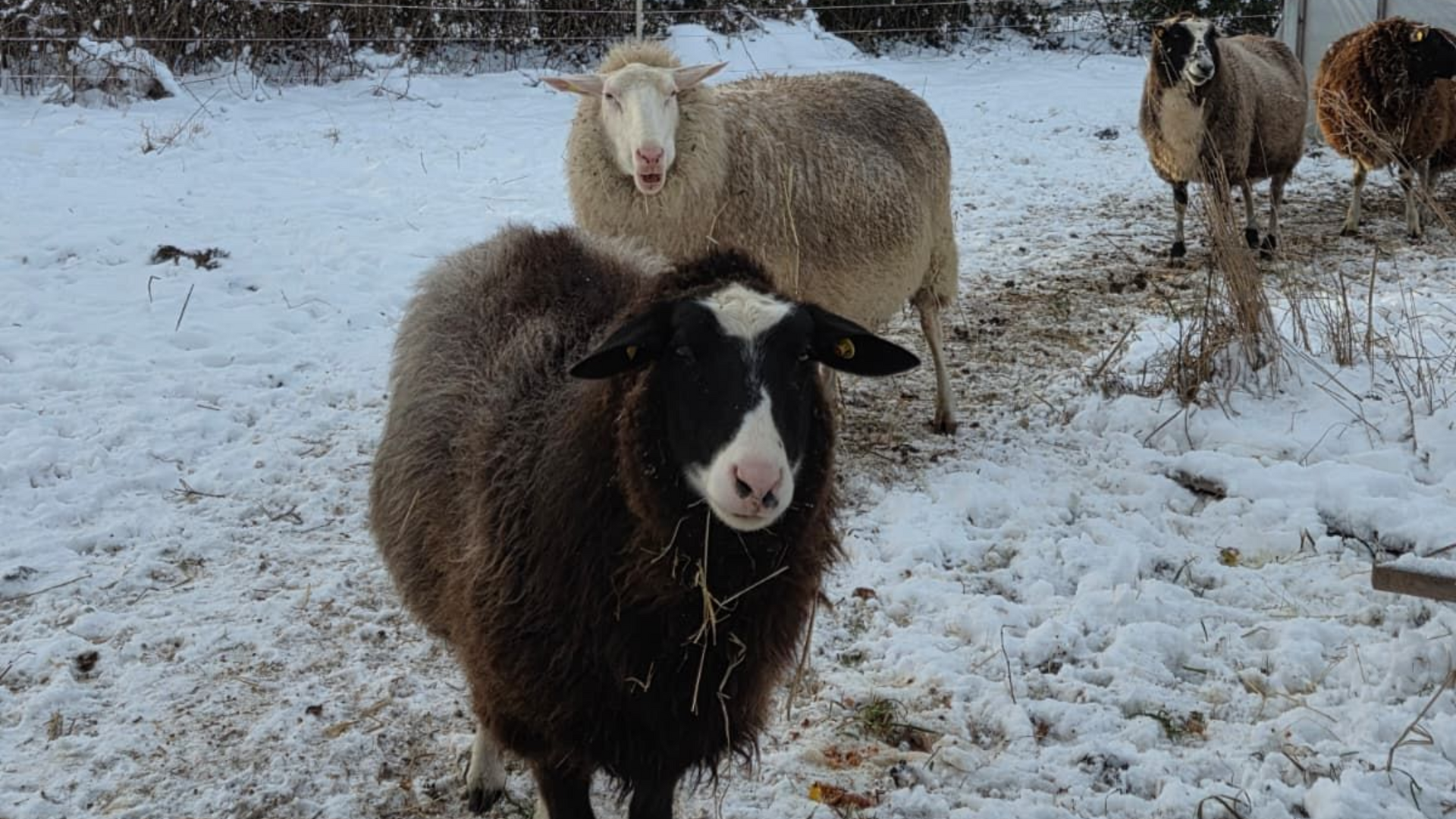 Ostfriesische Milchschafe auf der Schneebedeckten Winterwiese. Im Vordergrund ein geschecktes Schaf.