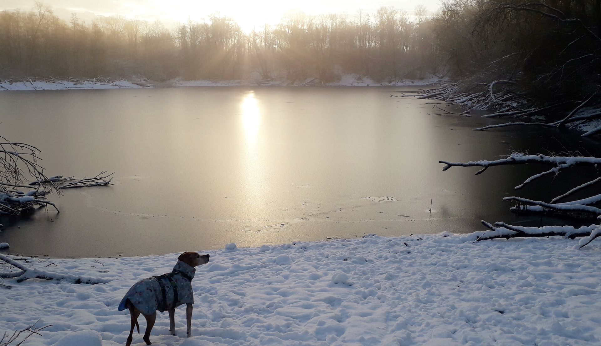 Neubeginn, Winter, Pointer im Schnee, Sonnenaufgang, Neujahr