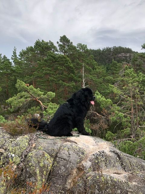Neufundländer Björne Hund nach der Physio