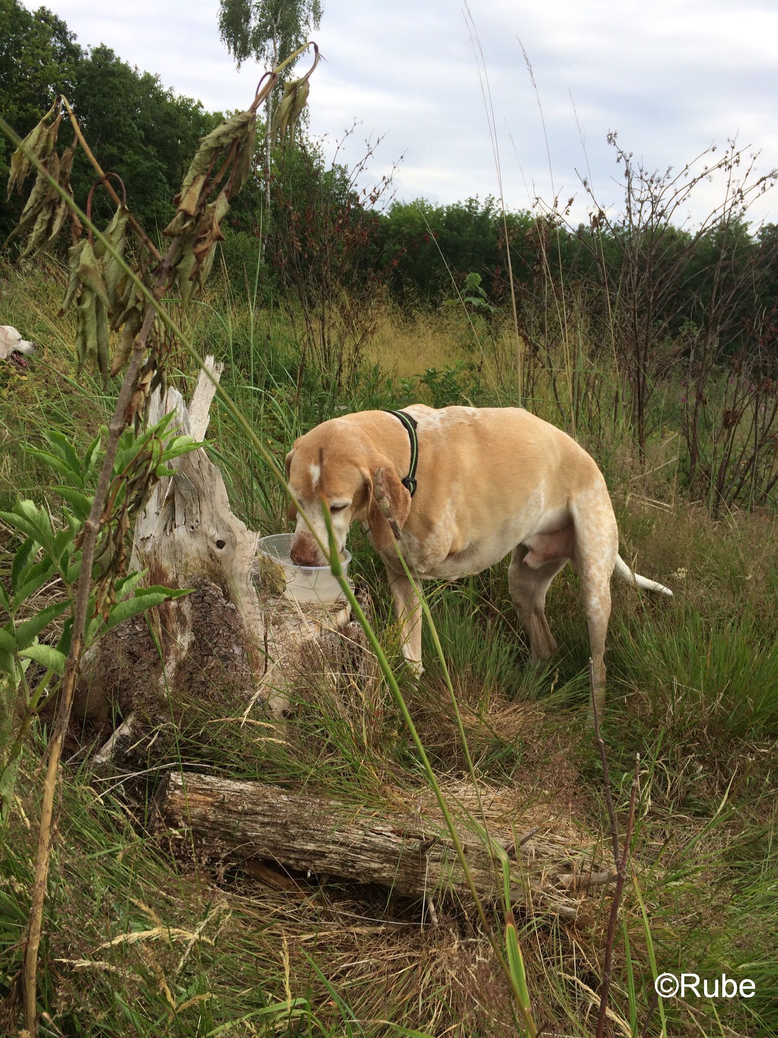 Pauli auf drei Beinen handicap dog, handicap pointer, behinderter hund, behindertes tier