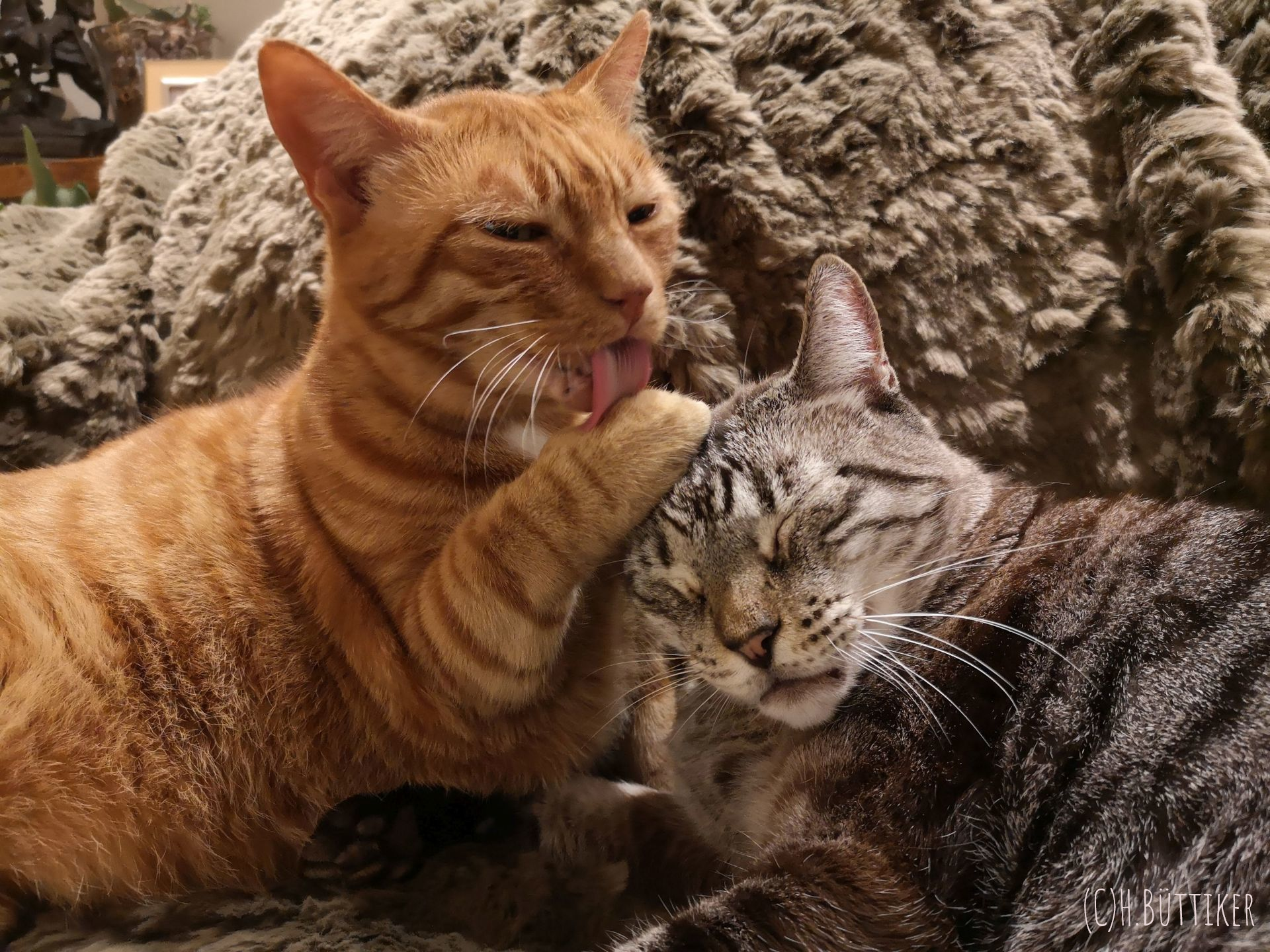 Katzen, Tierkommunikation, Tierphysio, Energiearbeit, Tierheilpraxis