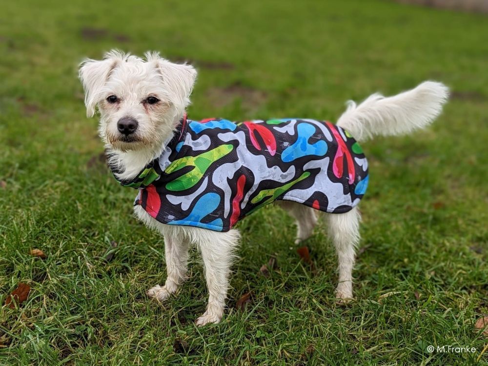 Kleine Hunde frieren leicht - Odin mit perfektem Mantel Kleiner Hund mit Hundemantel