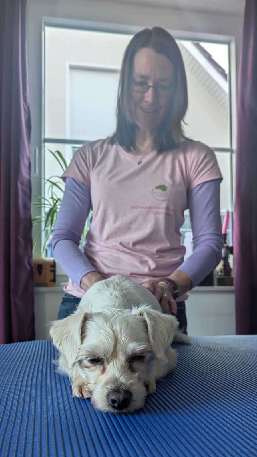 Odin ist ein Profi und genießt. kleiner weißer hund terrier hundemassage hundephysiotherapie