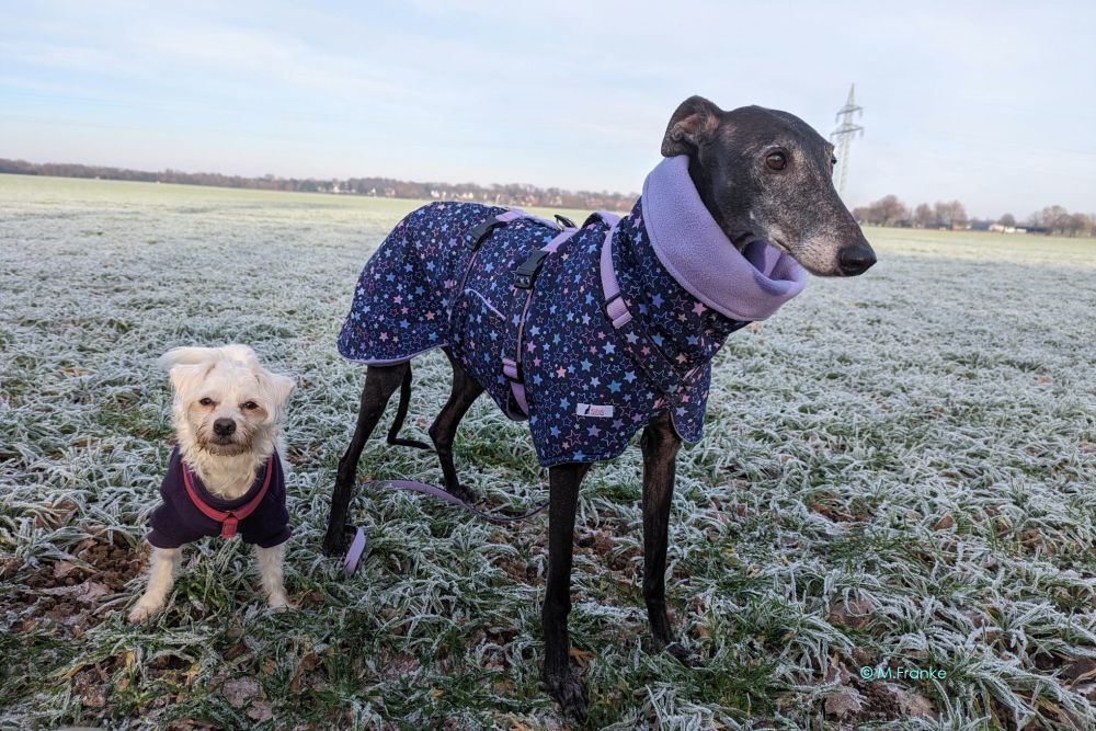 Perfekt ausgestattet: Galga Helga und klein Odin. Galgo und kleiner Mischling im Hundemantel