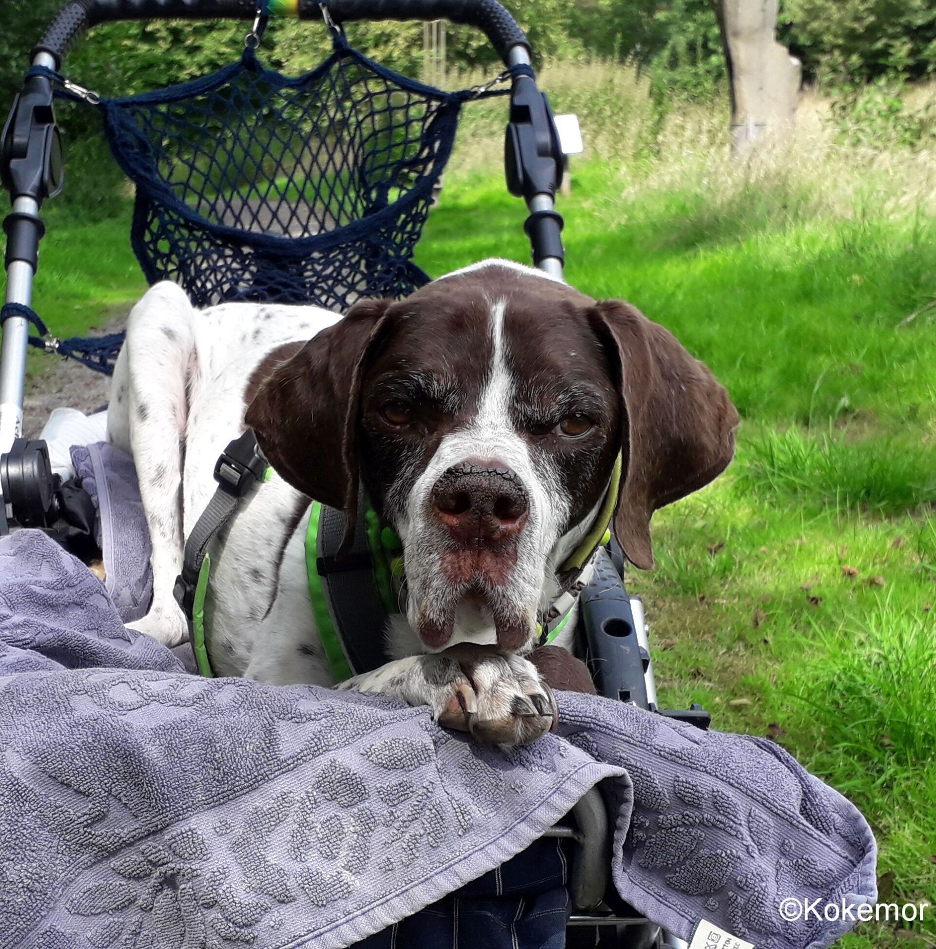 Tarzan, unser Held handicap Tier, behinderter Pointer, behinderter Hund