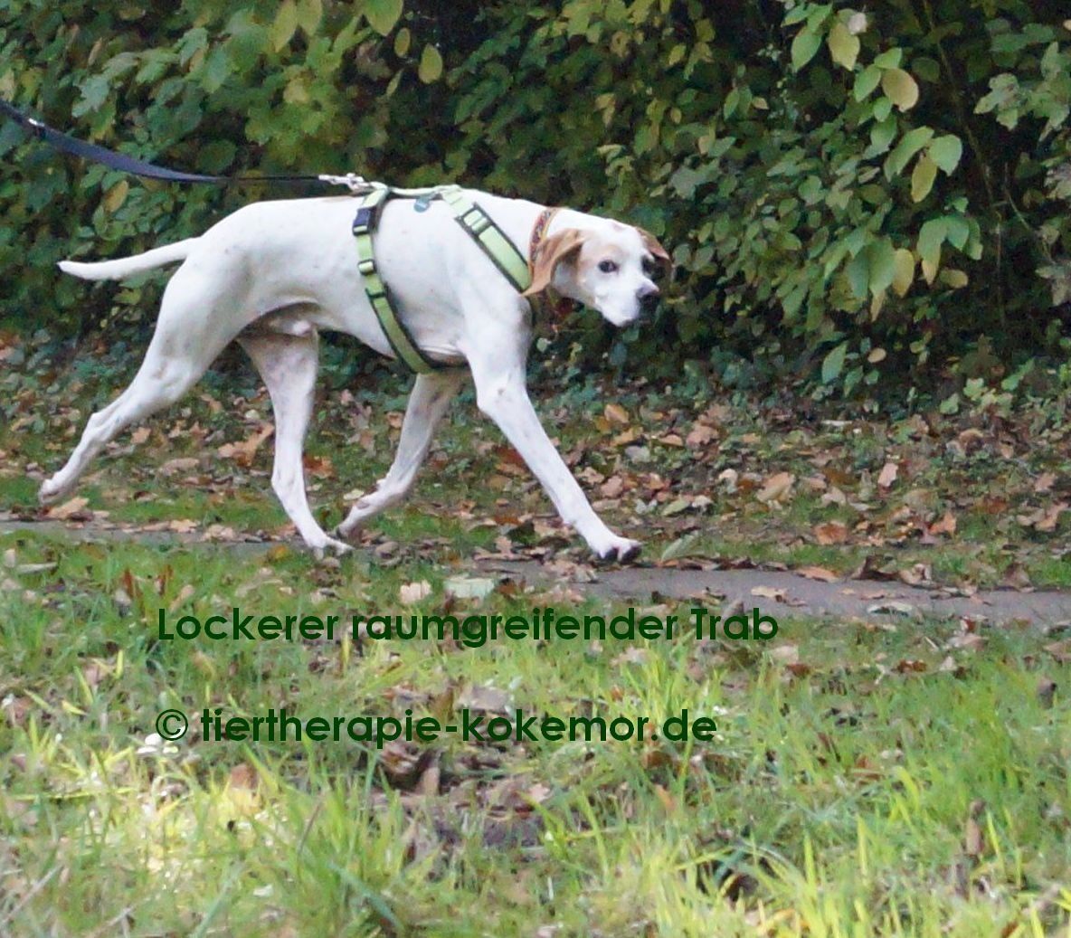 Hund Joggen, Canicross, Pointer, laufen mit Hund