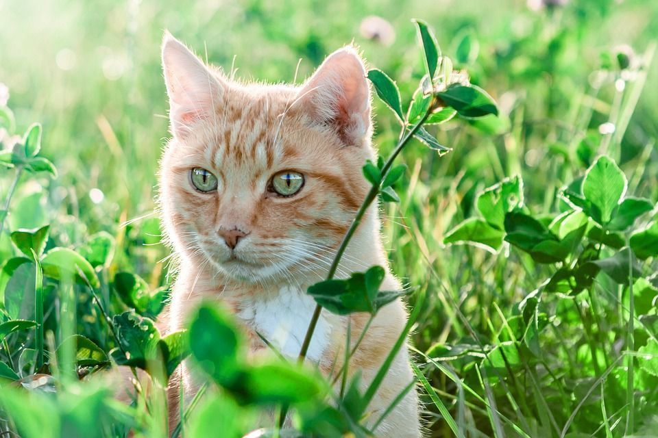 Zecken im Gras, Plagegeister, Parasiten, Katze im Gras, Hundeparasiten