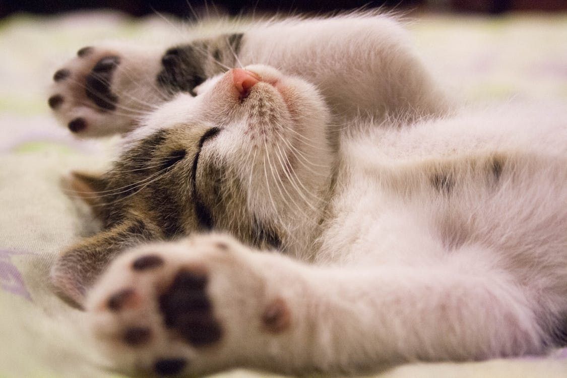Ein Wunsch unserer Tiere ist Fröhlichkeit, einer Gelassenheit Entspannung Katze Kater Gelassenheit Fröhlichkeit