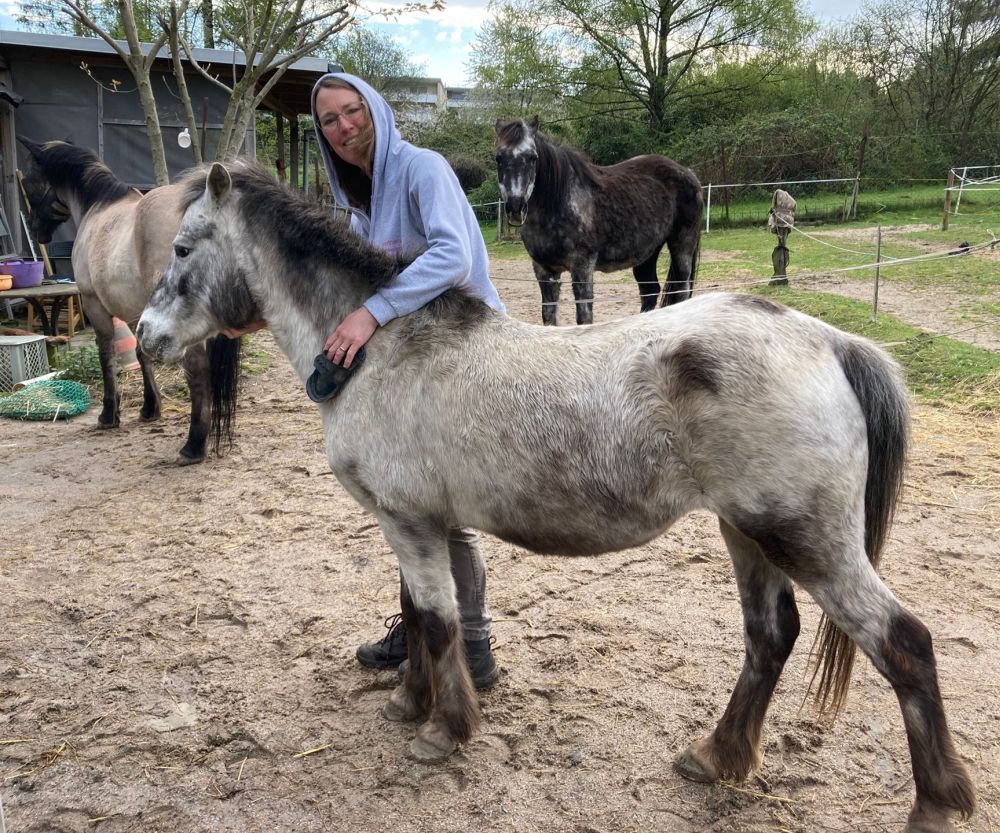 Das Pony Rubie kannte ich bisher über die Ferne. Endlich lernen wir uns persönlich kennen. Pony, Pferd, Tierenergetik, Energiearbeit