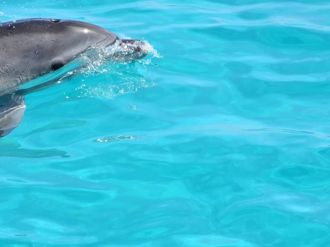 Delfino nel mare di Stintino