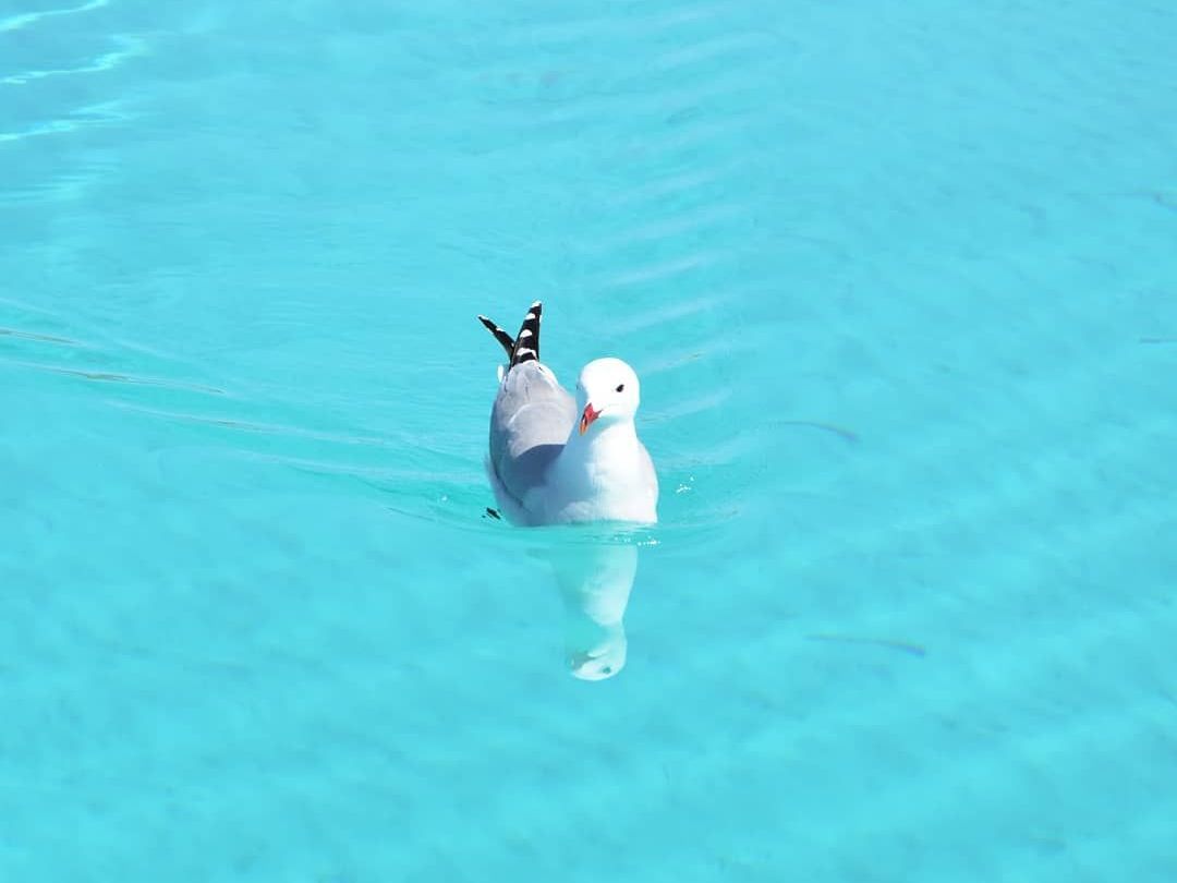 Gabbiano nel mare di Stintino
