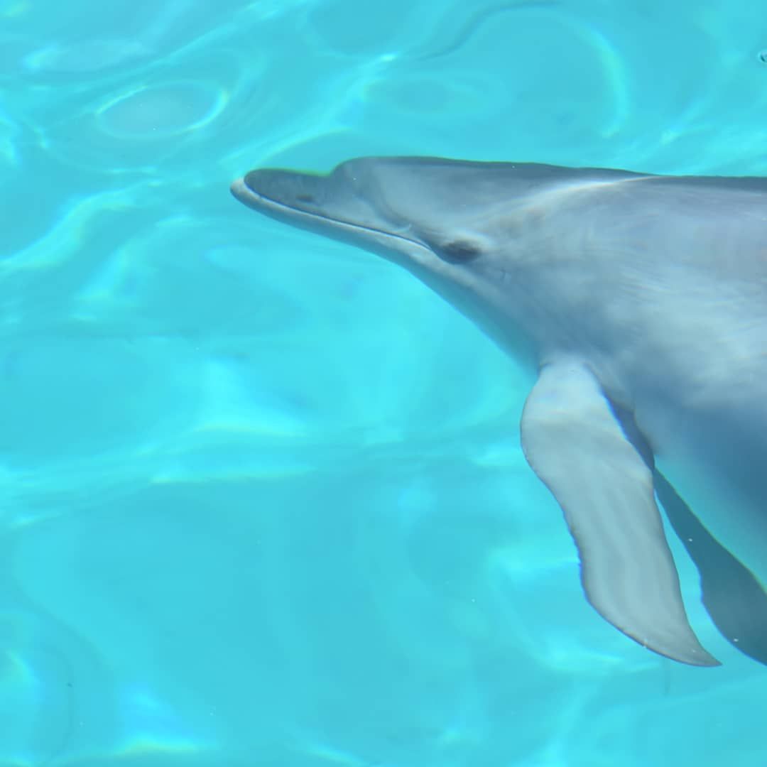 Delfino avvistato tra Stintino e l'Asinara - Amaremare escursioni al. Parco dell'Asinara