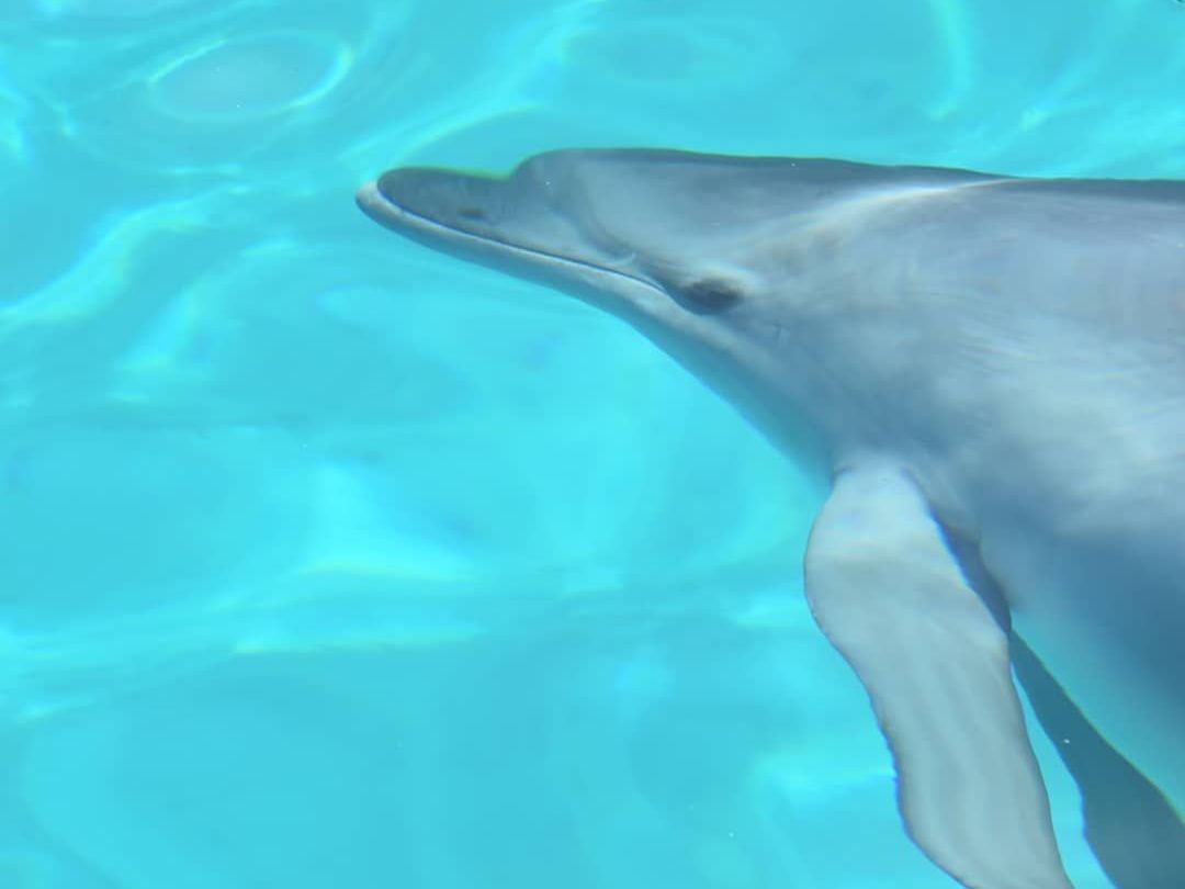Delfino immerso nelle acque cristalline dell'Asinara