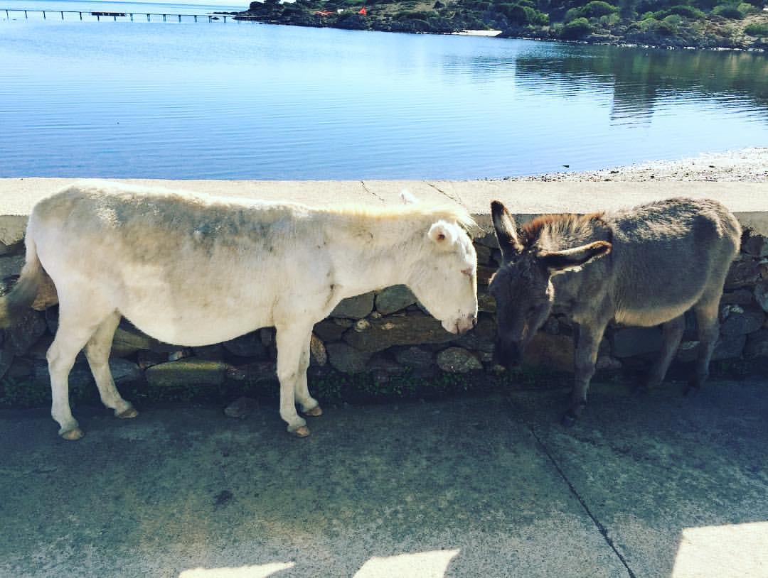 Asinello bianco nell'isola Asinara - Amaremare escursioni al Parco dell'Asinara