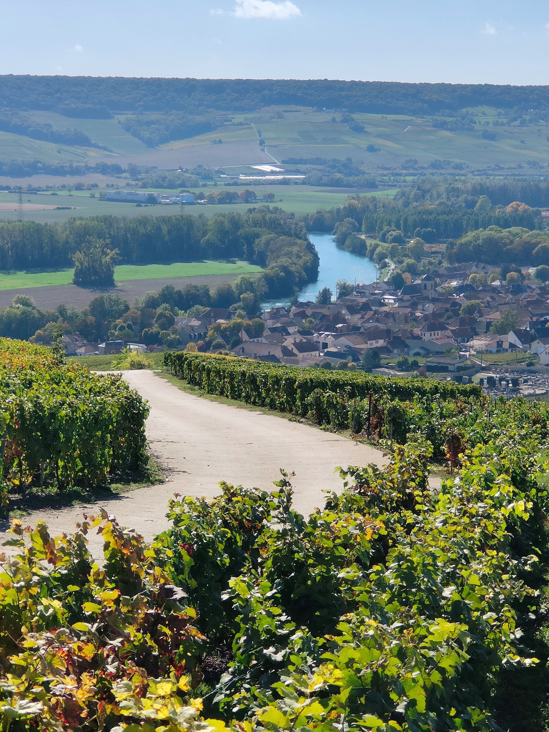 Scenic vineyard road in the Vallée de la Marne Champagne region