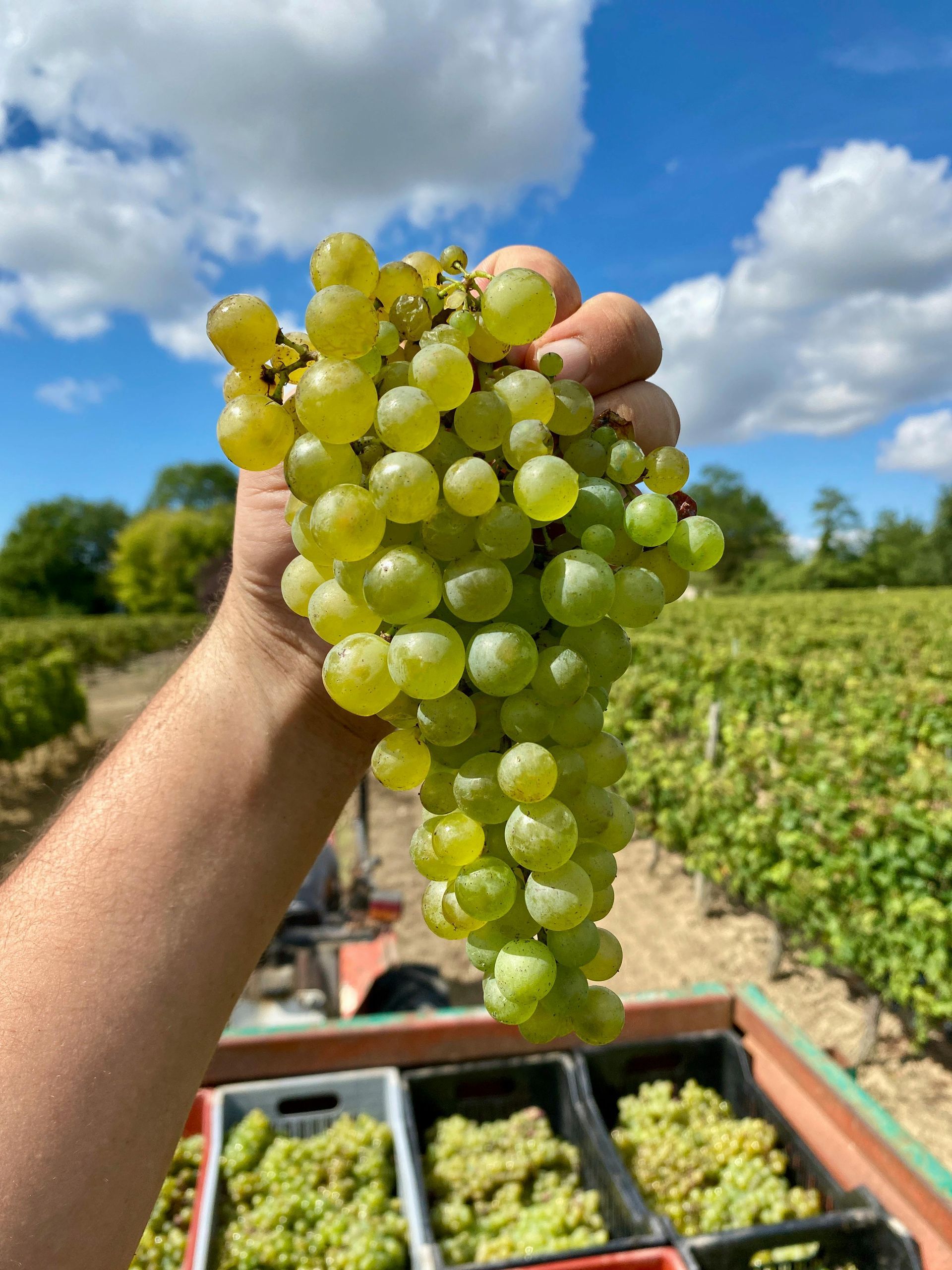 grapes, burgundy, champagne