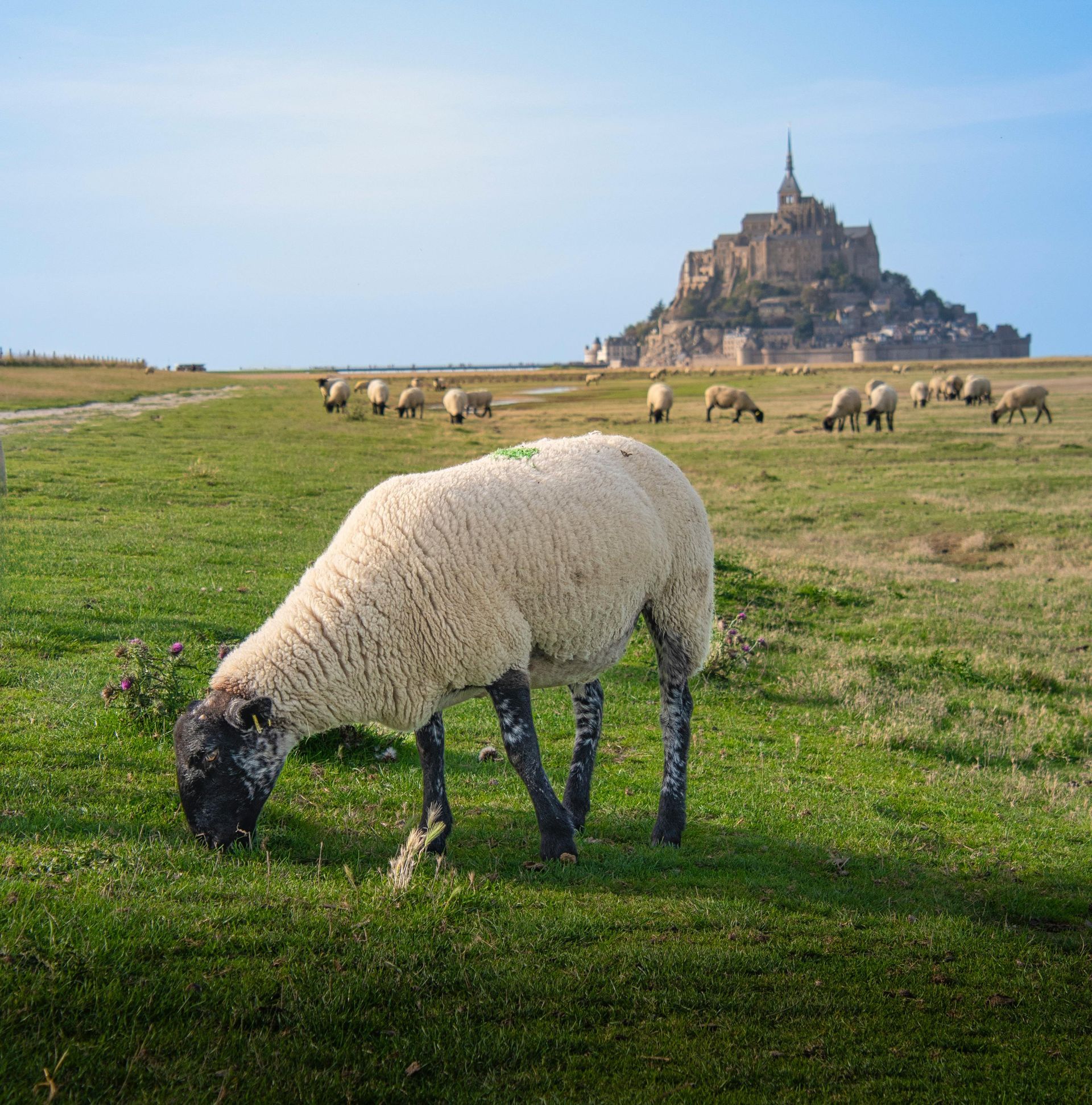 Mont Saint Michel, Sheep