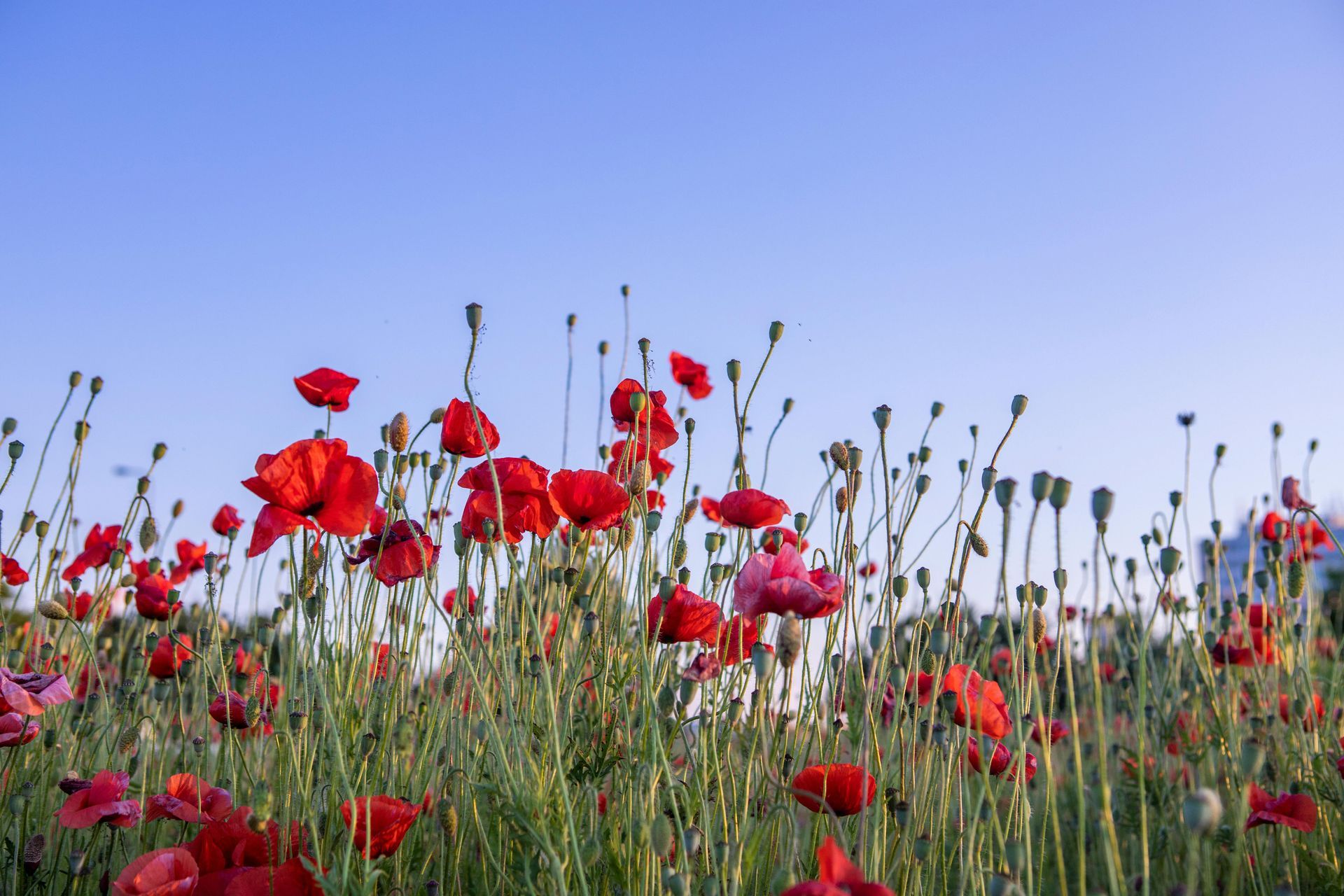 Coquelicot, Normandy