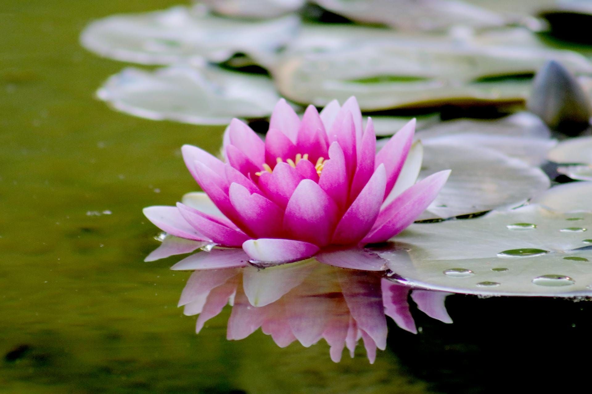 Pink water lily in Monet’s pond in Giverny reflecting on the water