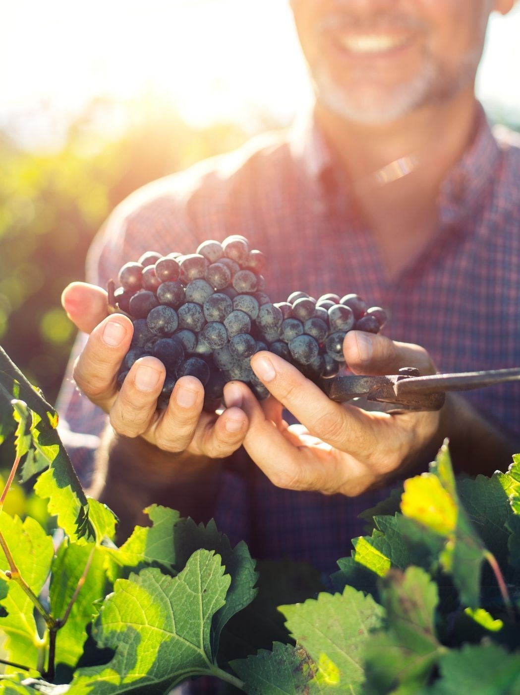 Weinfest am Schloss Bad Waldsee, Restaurant im Hofgut, Restaurant Scala