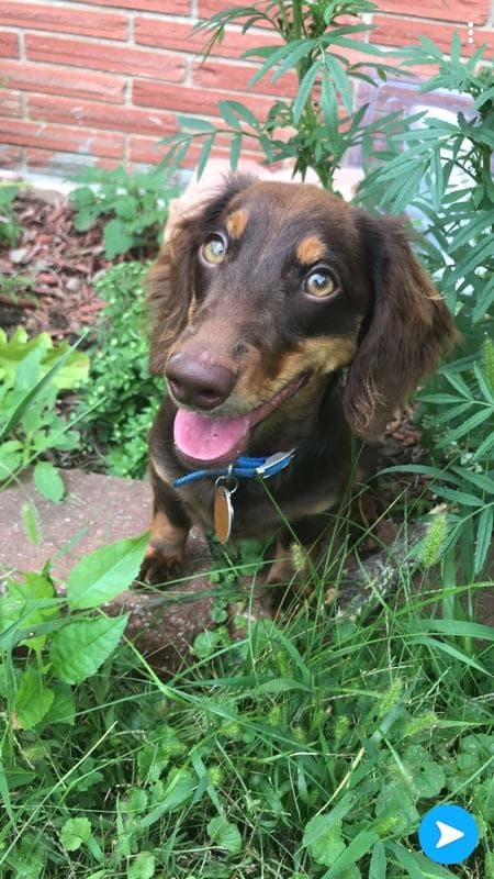 Percy/Molasses(BakerXPeanut)