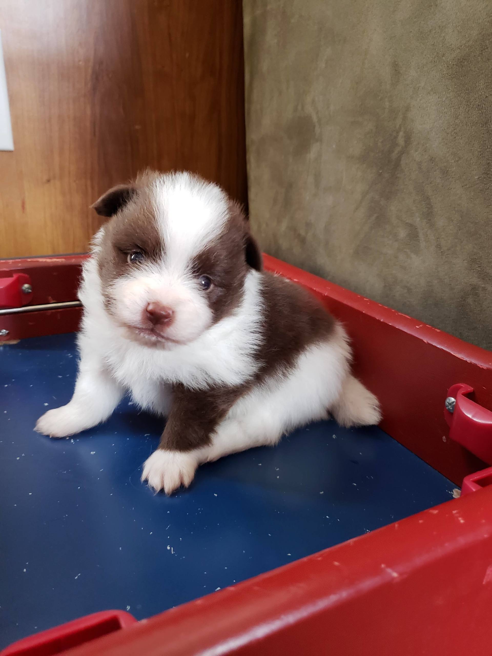 Beau (ButtonsXDunkin)