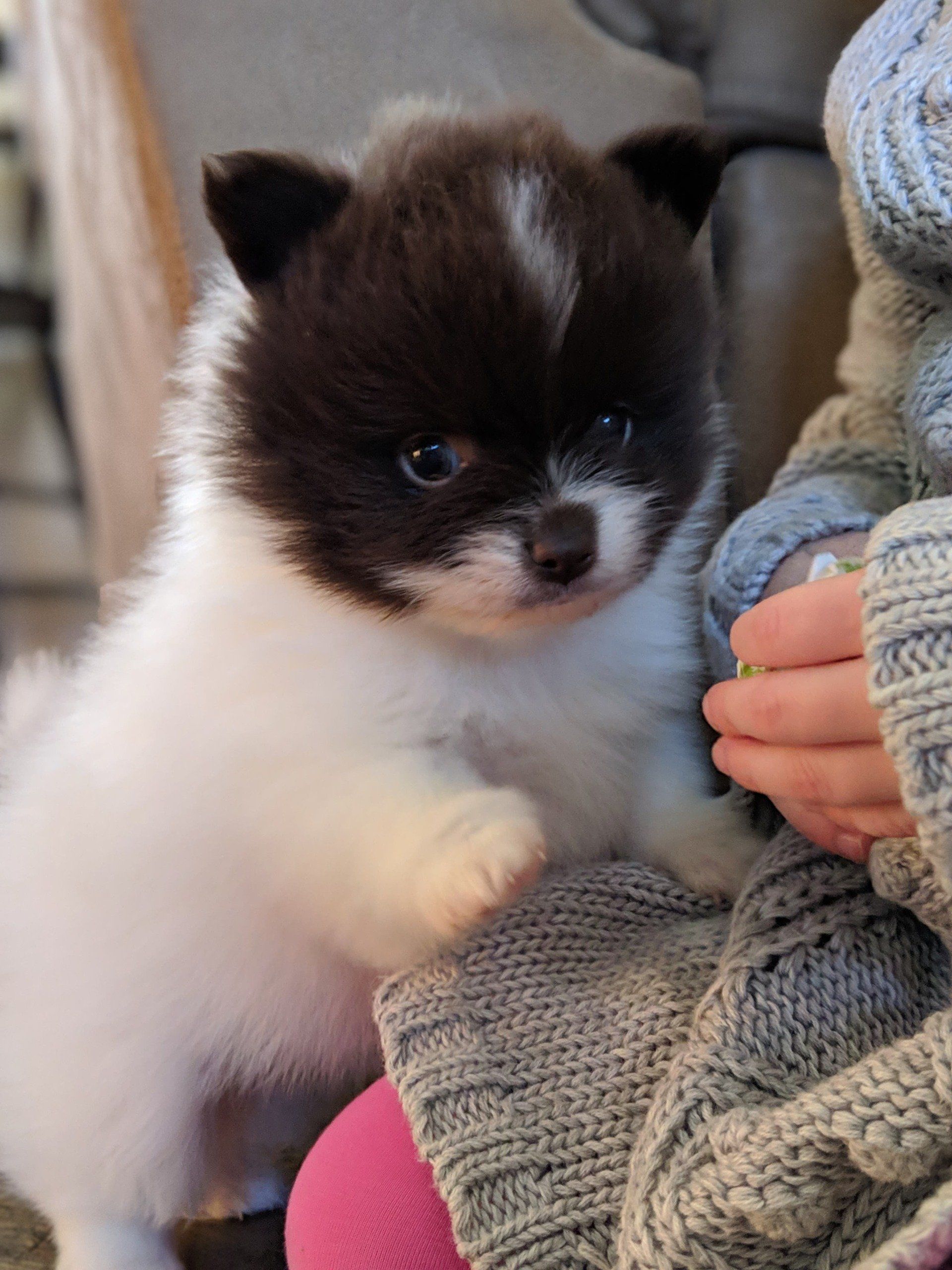 Brody(DunkinXButtons)