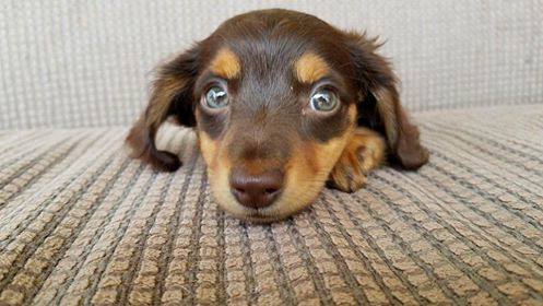 Ginger(Baker X Peanut)