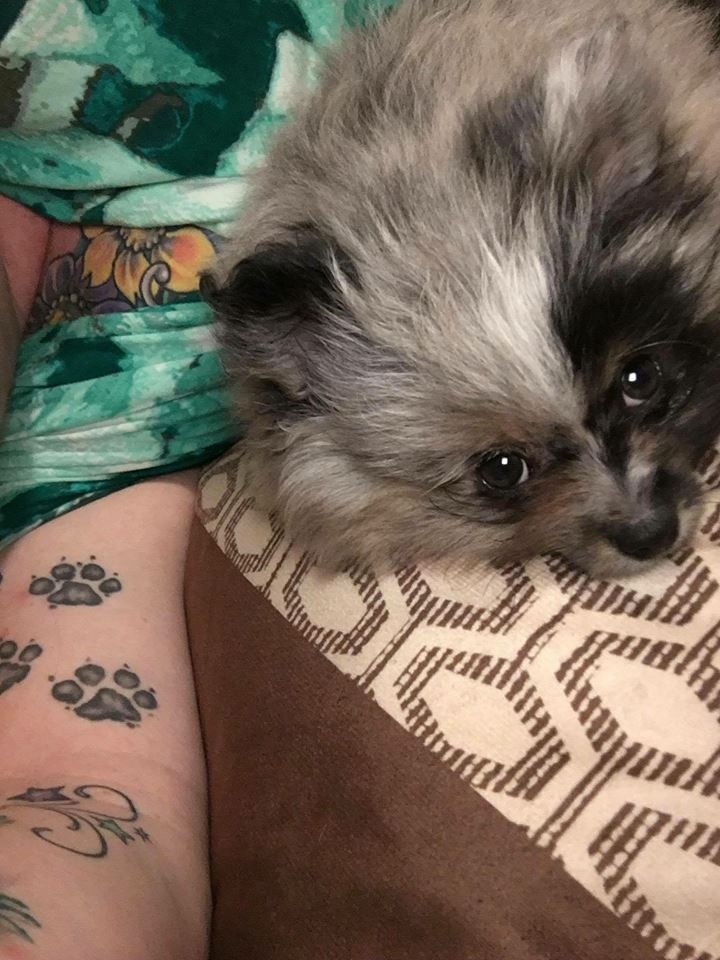 Moose (Jaxson X Pepper)